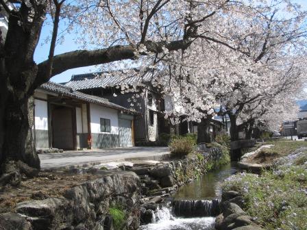 小幡の桜並木と雄川堰