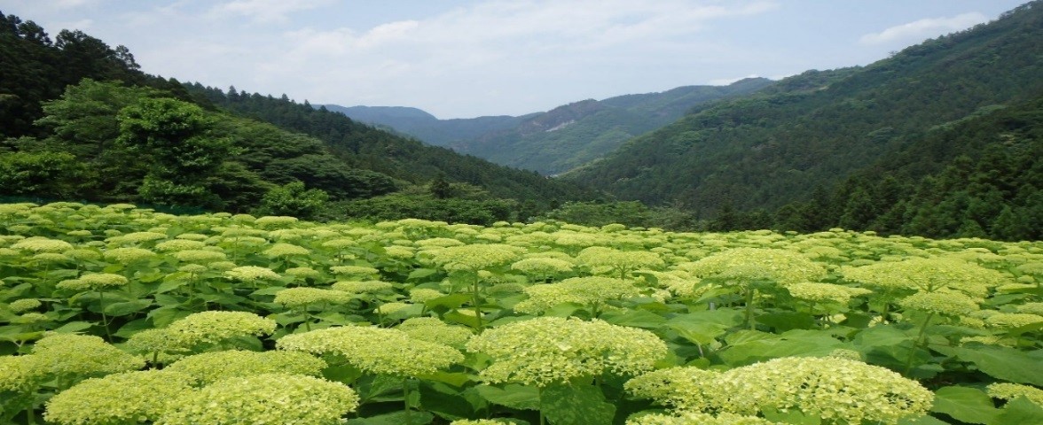 担い手　南牧写真のみ