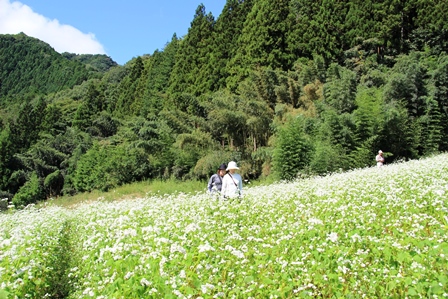 画像：蕎麦畑