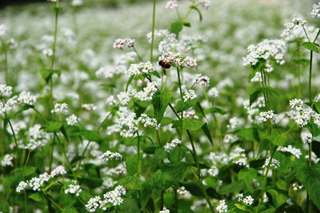 画像：蕎麦の花