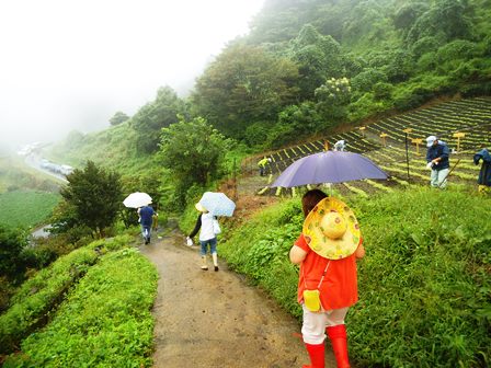 画像：雨の中に咲いたひまわり