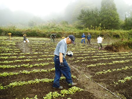 画像：肥料まき