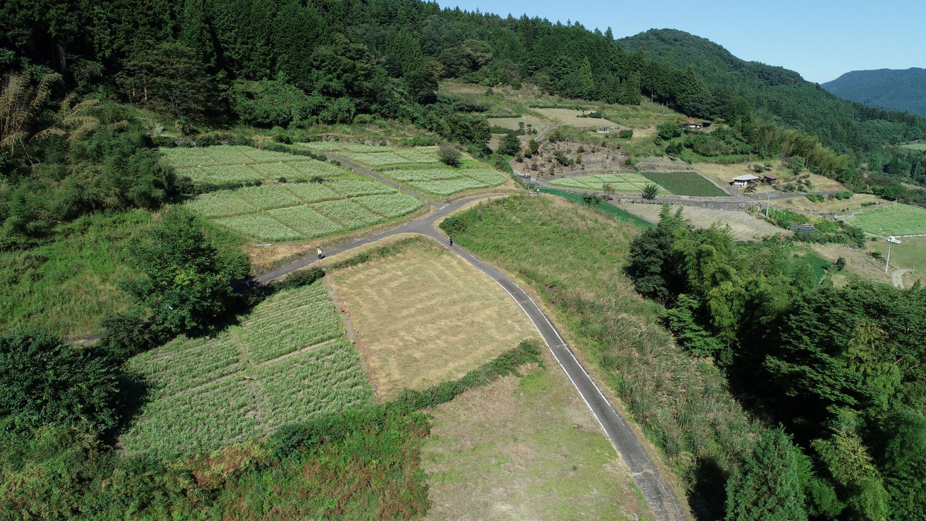 画像：蕎麦畑　ドローン撮影