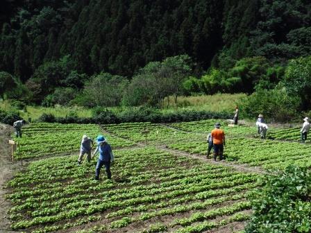 画像：土寄せ作業開始です