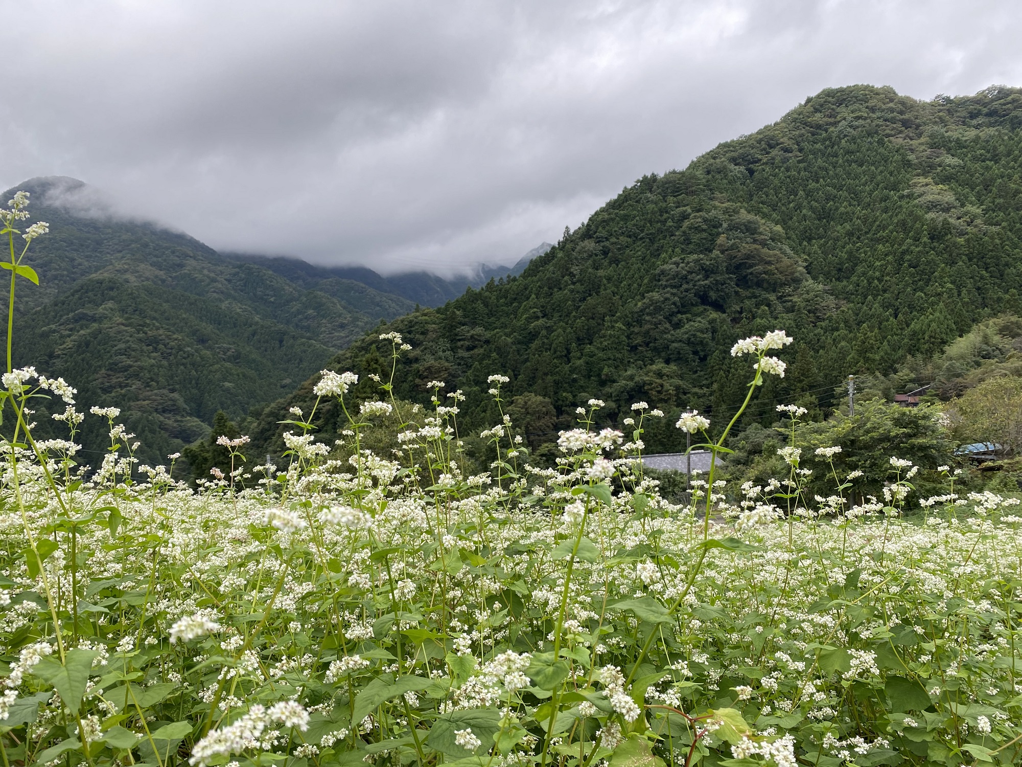 画像：蕎麦の花