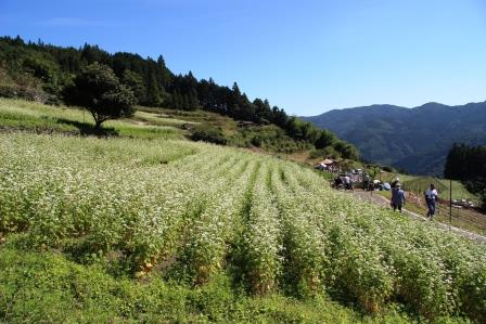 画像：蕎麦の畑