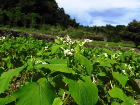 蕎麦の花