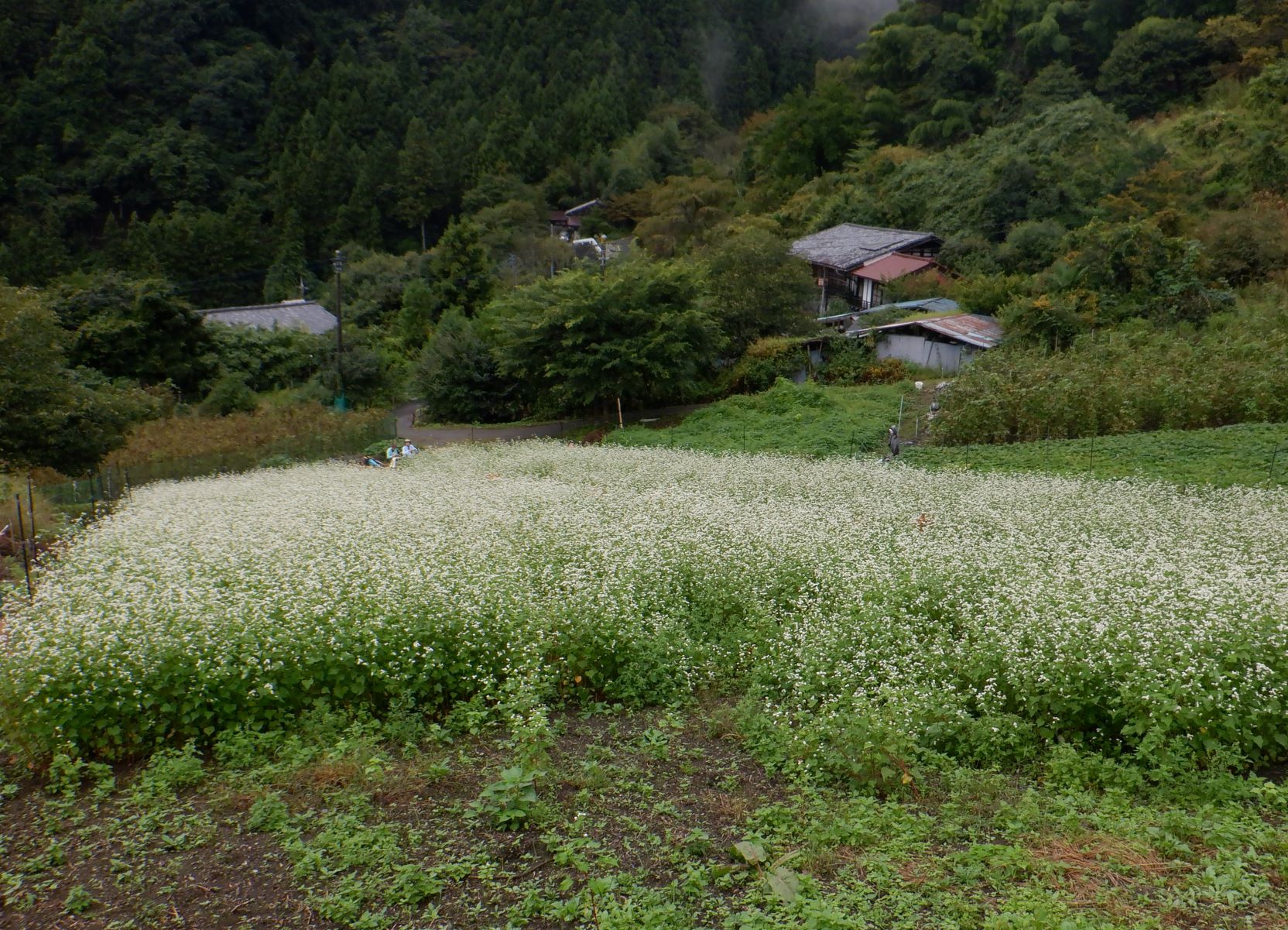 画像：Ｒ５花祭り１