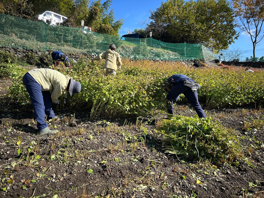 画像：Ｒ７刈り取り１