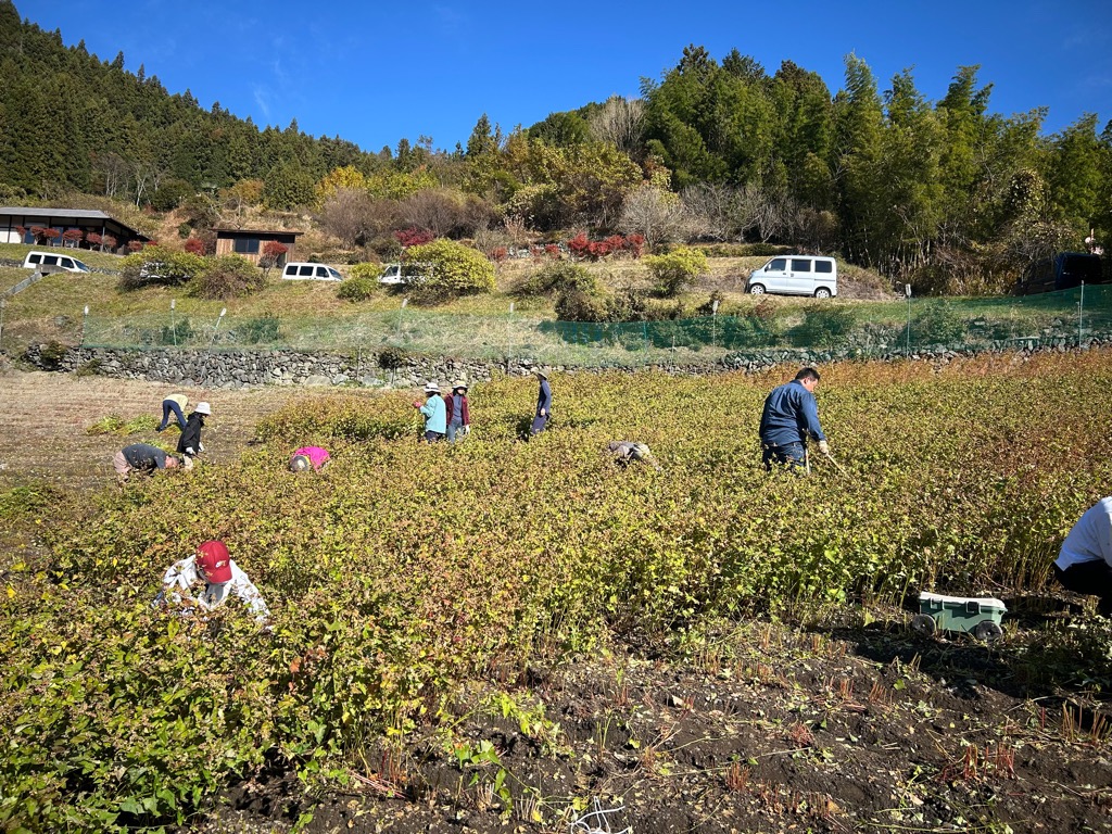 画像：Ｒ７刈り取り２