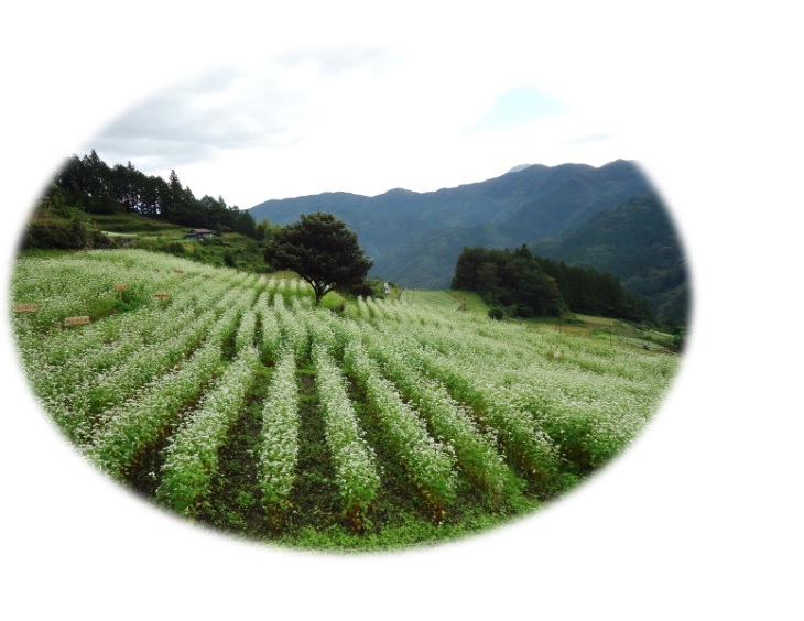 蕎麦風景