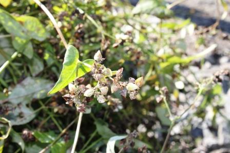 画像：収穫した蕎麦です