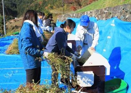 画像：雨ガッパ着用で刈取り