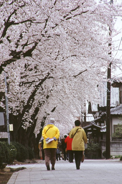 画像：桜並木