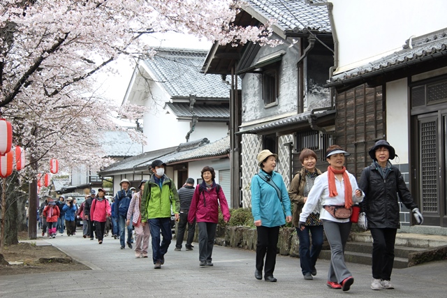 桜を楽しみながら歩く参加者
