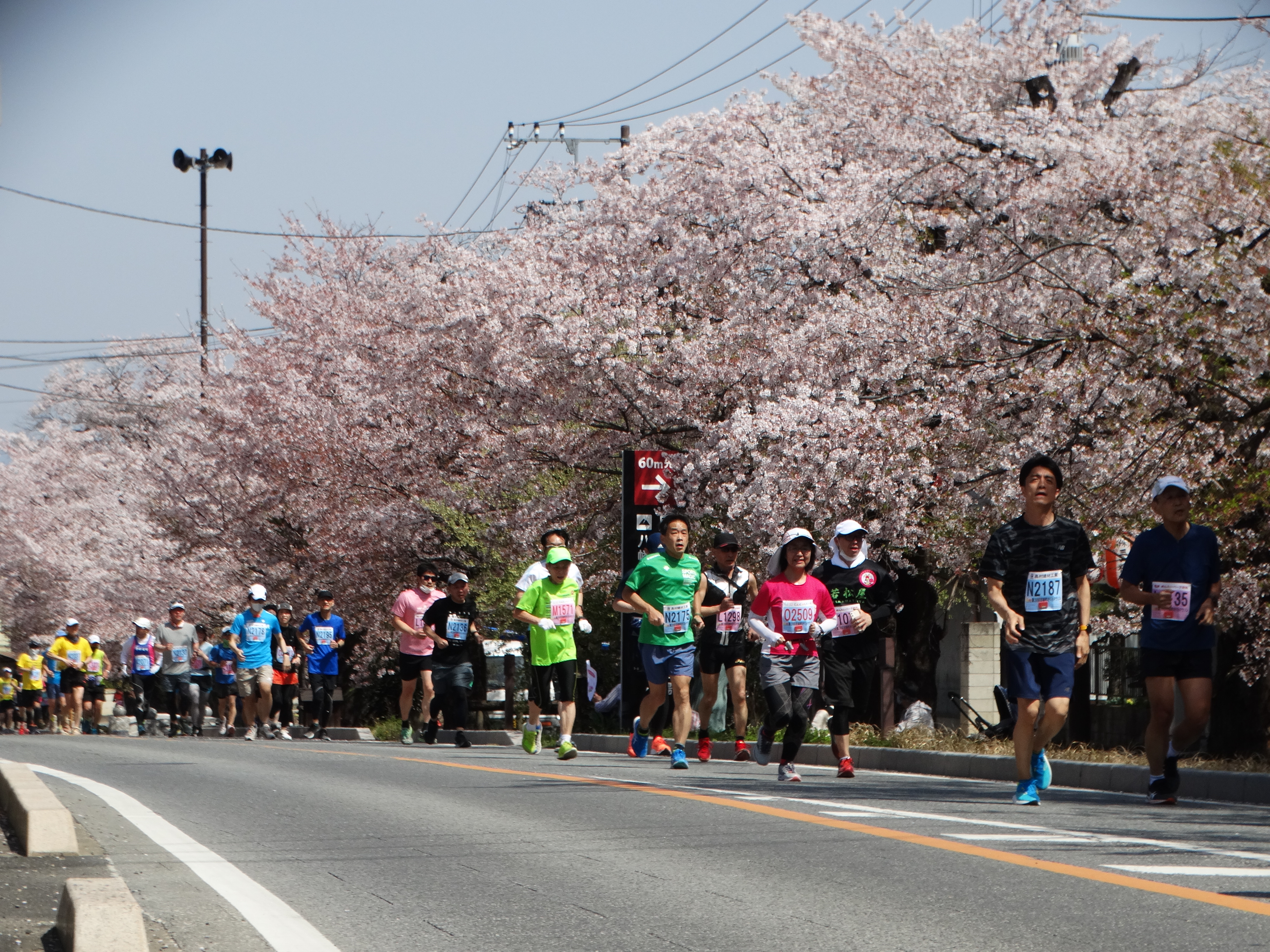 桜の花びら舞う中走る選手のみなさん