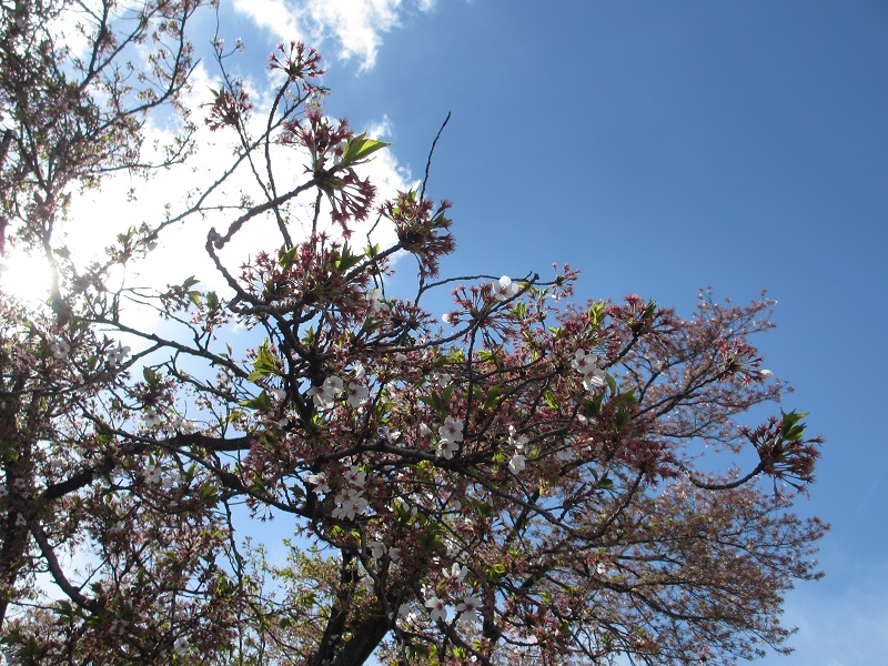 20180408桜