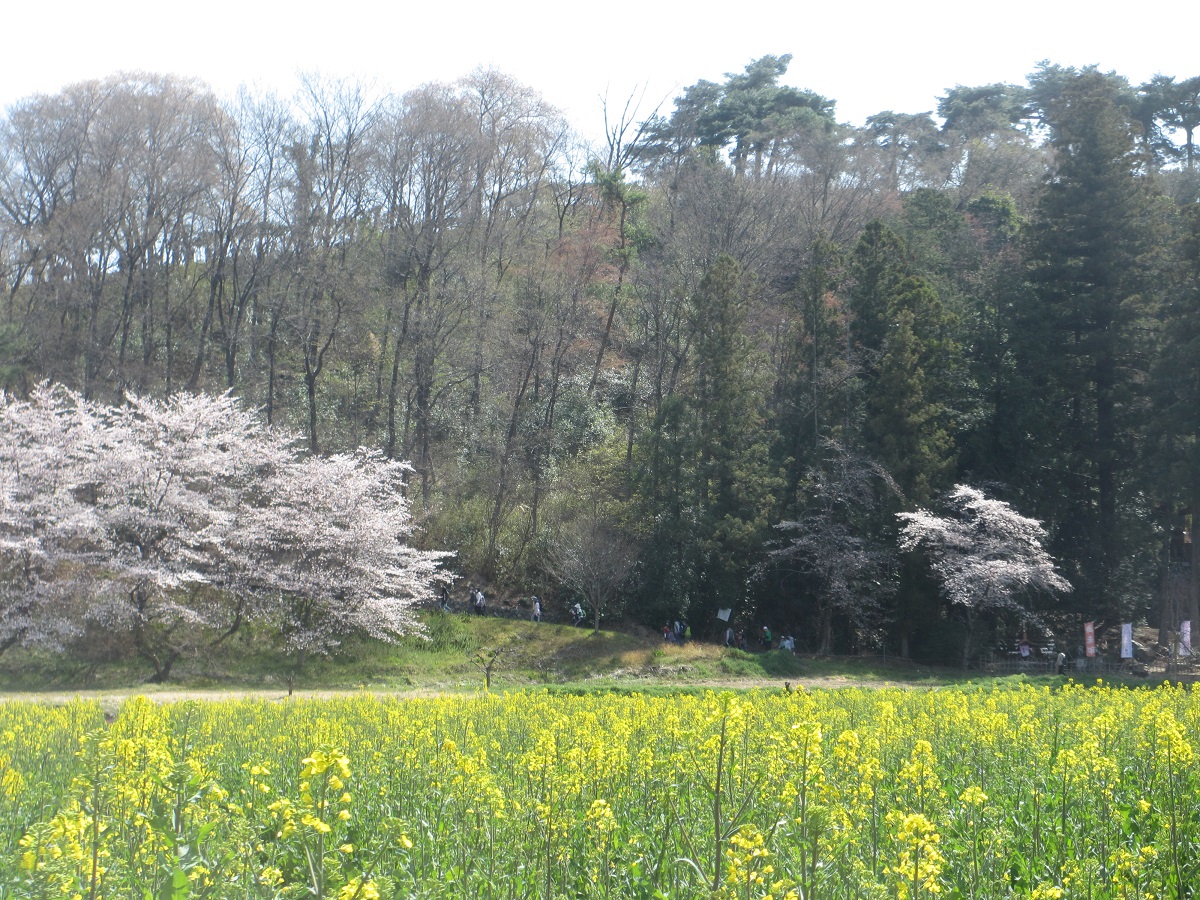 八幡山の頂を目指します