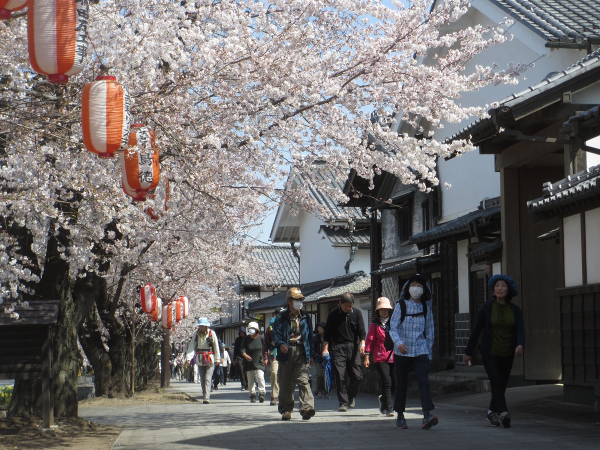 風情ある桜並木