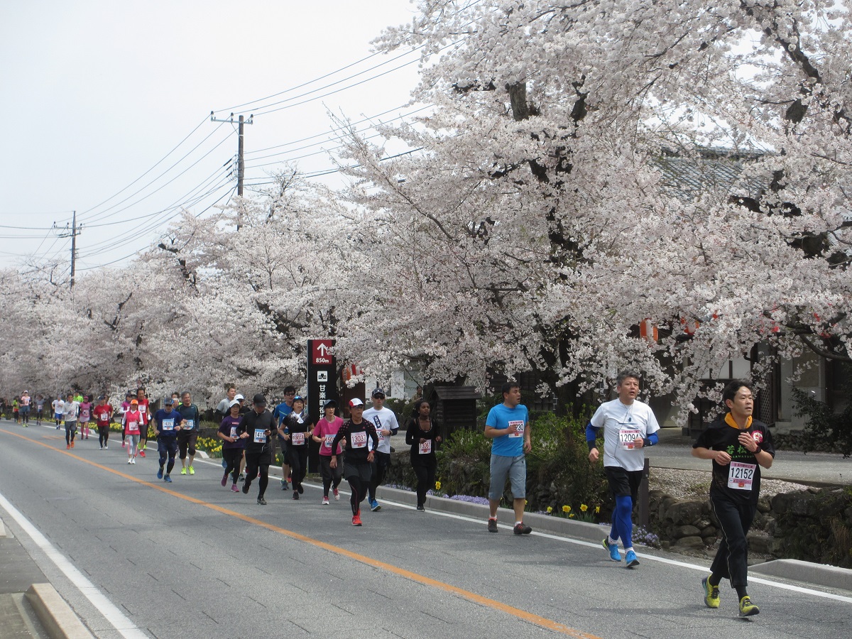 小幡の桜並木を通過する選手の皆さん