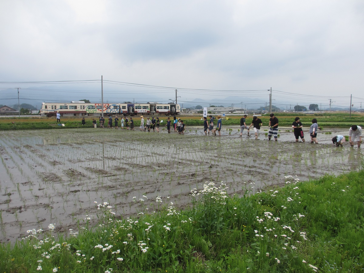 １列に並んで、心を込めて植えていきます