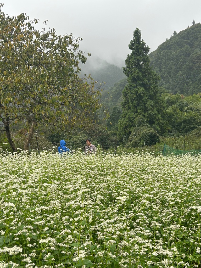 白い花で満開のソバ畑